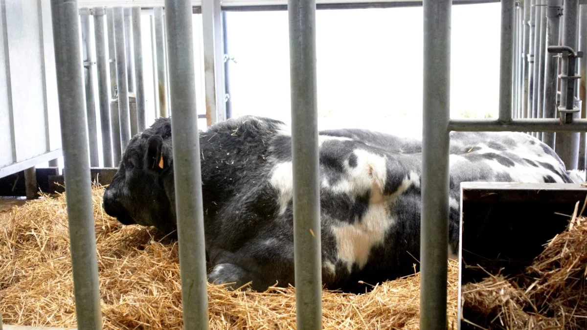 Landbrugsstyrelsen præciserer i en revideret økologivejledning, at forbuddet mod blåkvæg fortsat er gældende. Forbuddet var ellers blevet fjernet i den første vejledning for i år. Arkivfoto