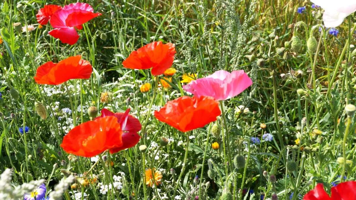 Interessen for havefrø - herunder anlæg af blomsterstriber - er stigende. Arkivfoto