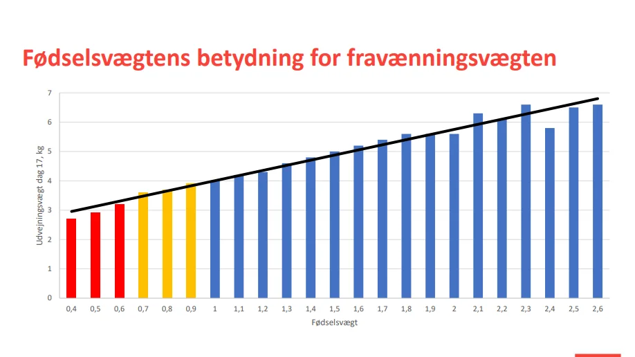 - Grisenes vægt ved fravænning er først og fremmest udtryk for, hvad de vejede, da de blev født, og det er altså ikke et udtryk for, om grisen er klar til fravænning, pointerer Keld Sommer, VKST, som forklarer, at det udelukkende er alderen, som bestemmer, om grisen er klar til fravænning. Keld Sommer mener, at 28 dage er den ideelle fravænningsalder. Kilde: Keld Sommer, VKST