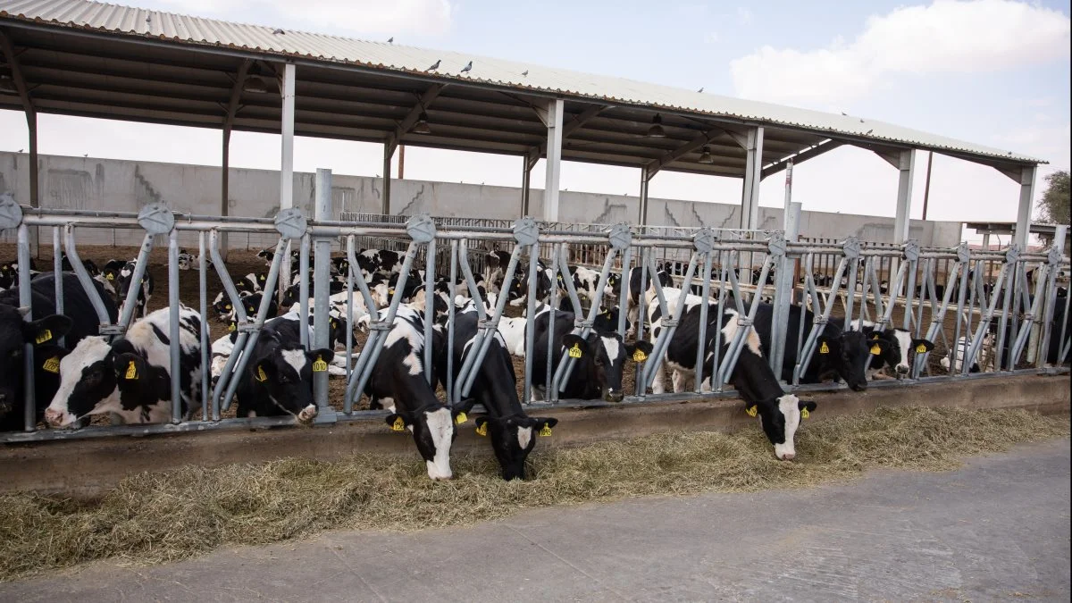 Lucernehø, m.v., har været på en rejse den halve klode rundt, inden det lander på foderbordet foran de 15.000 malkekøer på farmen, der ligger ved Dubai. Foto: Shakil Farooq