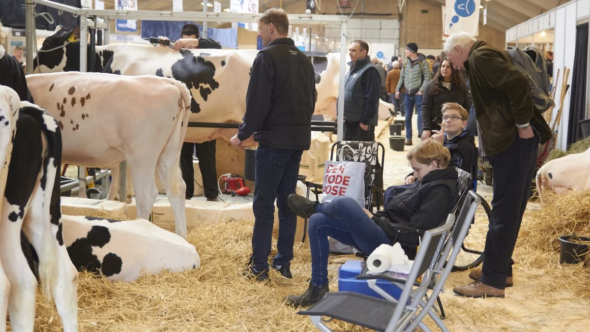 Det var dem her, køerne, som det hele handlede om ved den store kvægfagmesse i Aars onsdag. Foto: Tenna Bang