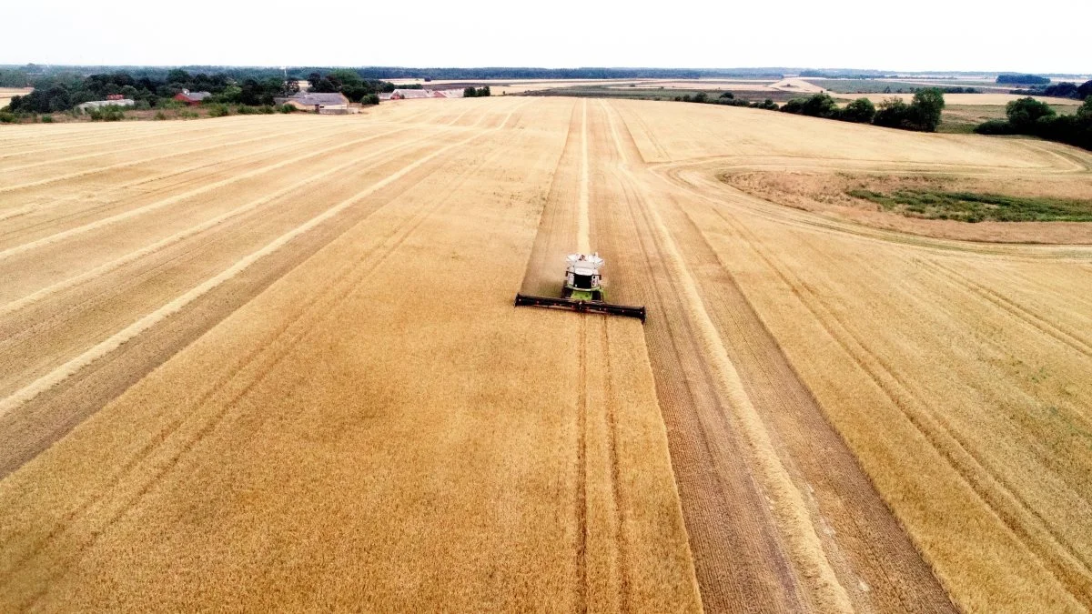 Vårbyggen blev færdighøstet tirsdag på »Udbyneder Østergaard« tæt ved Mariager Fjord i det nordlige Østjylland. Her holder man 4 tons i gennemsnit på de økologiske marker. Dronefoto: Per Jørgensen