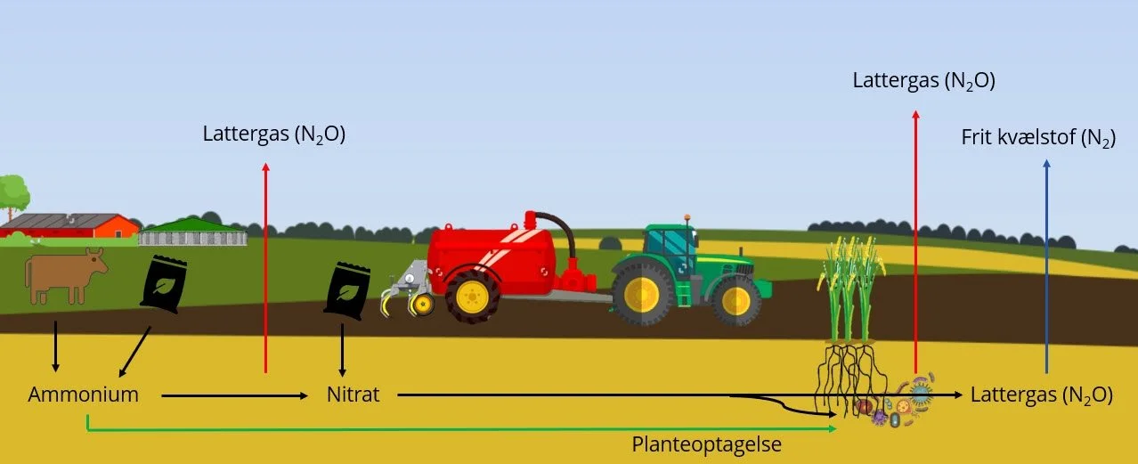 Kvælstofcyklus på landbrugsjord. Figur: Teknologisk Institut