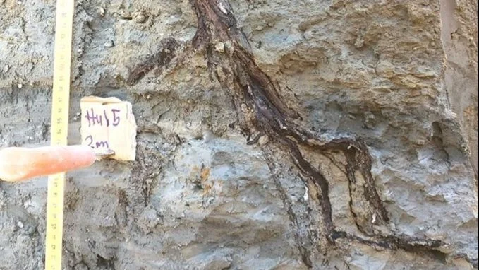 En 3.000 år gammel trærod fra et elletræ, der levede i bronzealderen. Selvom træet for længst er væk, spiller rødderne en vigtig rolle, viser rapporten. De gamle rødder fungerer som adgangsveje gennem lerjord, der ellers er svært at komme igennem for regnvandet. Foto: Miljøstyrelsen