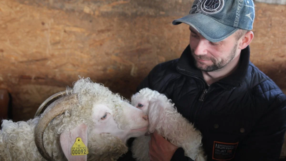 Kim Lindegaard er ny ansvarlig koordinator for får og geder på Det Fynske Dyrskue. Han har selv en mindre besætning af mohairgeder. Da avisen var på besøg, havde de netop fået kid. Fotos: Henriette Lemvig