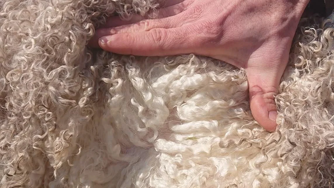 Mohairgeder avles for deres meget fine uld, kaldet fibre. Verdensmarkedsprisen ligger i øjeblikket på cirka 230 kroner pr. kg for mohair fra unge dyr. Super kid mohairen ligger helt oppe på 370 kroner pr. kg for det allerfineste. 