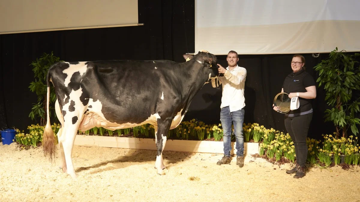 Bedste ældre ko: 49971-08629, Solomon-datter fra Anton Van Ittersum, Skærbæk. Foto: Tenna Bang