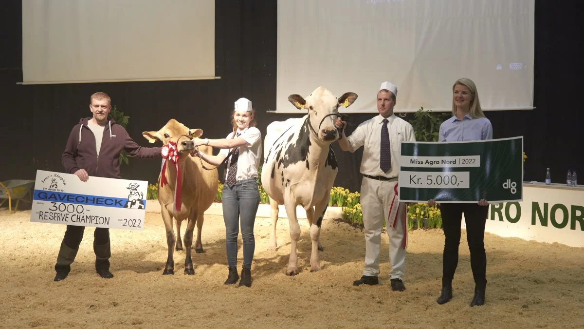 Miss Agro Nord blev Kahuna-datteren fra Raunhøj Dairy, Hjortshøj, mens årets reserve champion blev en Jersey – VJ Heavy-datter fra Adelgaard Jersey ved familien Petersen, Skjern. Begge modtog pengepræmier fra henholdsvis DLG Nordjylland og Sørens Klovpleje, Aars. Fotos: Tenna Bang
