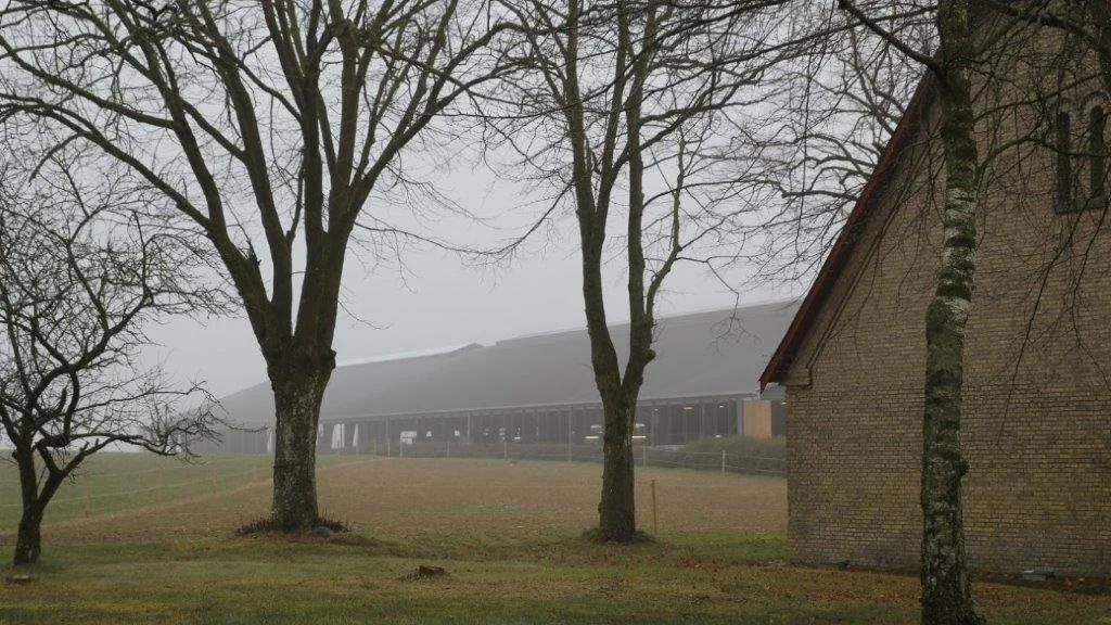 Den eksisterende kvægstald udvides med 67 meter i længden og plads til 100 ekstra køer. Fotos: Henriette Lemvig