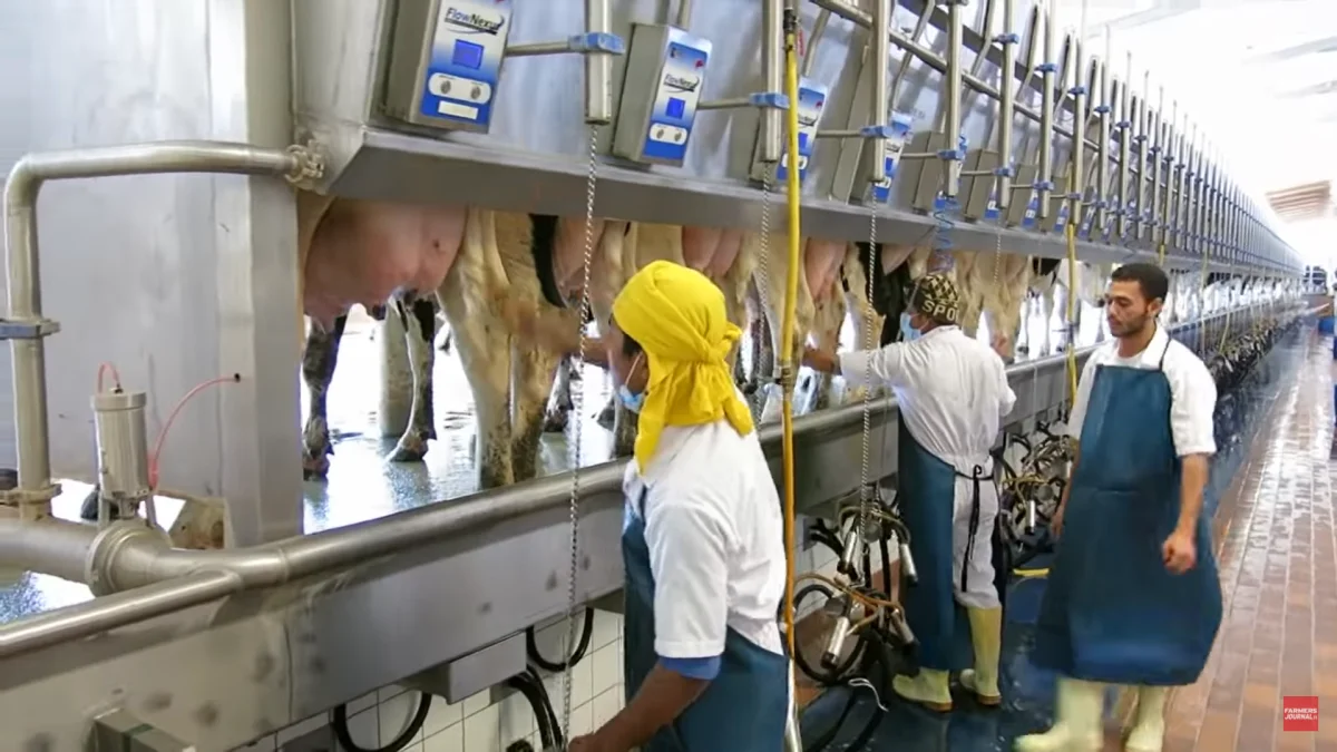 Arla har netop investeret over 100 millioner kroner i udbygninger i Mellemøsten, der skal styrke mejeriselskabet i konkurrencen med blandt andre Almarai-mejerierne, der har op mod 100.000 malkekøer i store staldanlæg (billedet). Foto: Jørgen P. Jensen