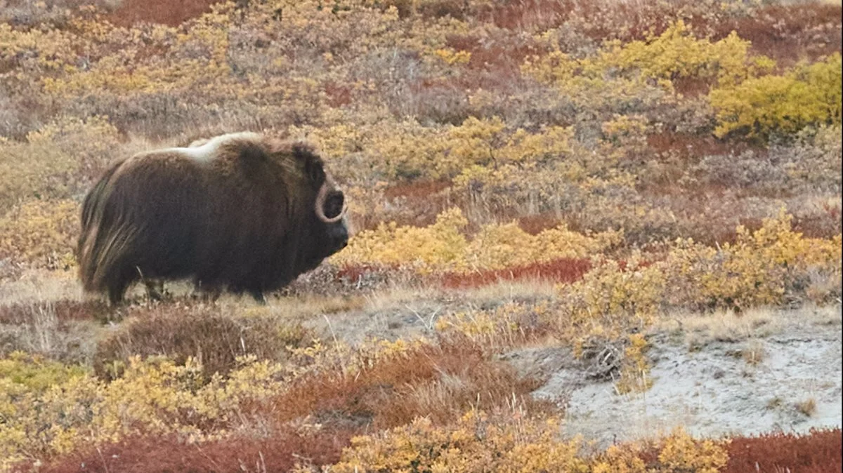 Naturen i Grønland er så fascinerende, at man ved hjemrejsen har stor lyst til at rejse tilbage for at suge mere til sig.