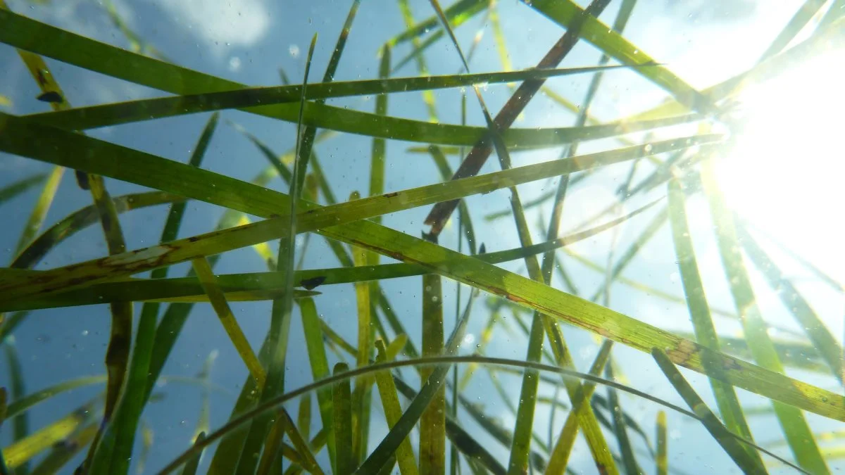 Et storstilet ålegræsprojekt fra SDU har vist, at det kan lade sig gøre at udplante ålegræs i stor skala. Noget, der kan afføde miljømæssige præmier for Danmark. Foto: VA Institute of Marine Science (VIMS) via Flickr