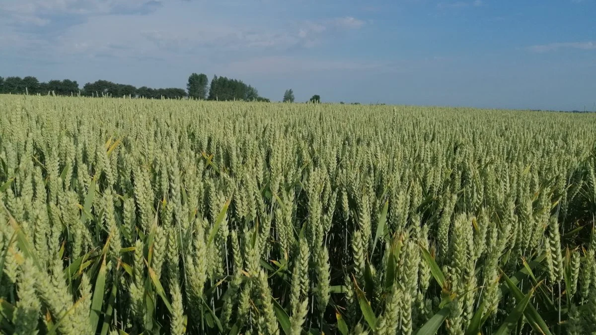 Dakofo (Brancheforening for korn- og foderstofbranchen i Danmark), de danske fodervirksomheder og Seges Innovation har netop indgået et samarbejde, der munder ud i projektet »Klimaaftryk på foderet«. Arkivfoto: Camilla Bønløkke