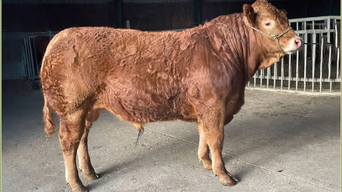 Svendshøj Sofus P. er katalog nummer 10, ved avlsdyrauktionen den 2. april. Han er en heterozygotisk polled tyr fra januar 2021 fra Østergård Jensen A/S, Vinderup. Han havde en 365-dages vægt på 613 kg. Foto: Dansk Limousine Forening
