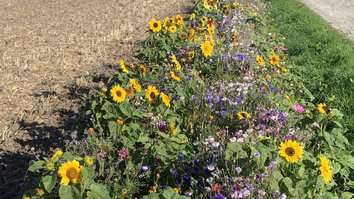 Djursland Landboforening er klar til at tage imod årets bestillinger af blomsterstriber. Foto: Djursland Landboforening