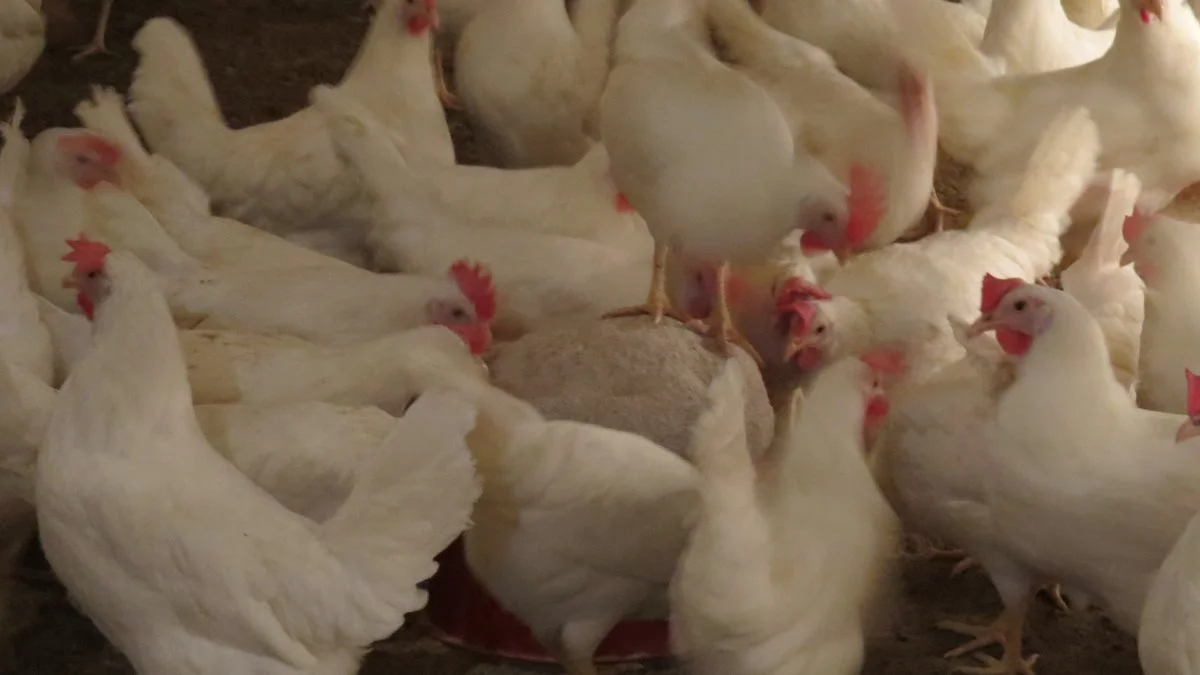 Ukraines største ægproducent, Avangard, har oplyst, at den russiske aggression har forårsaget betydelige tab i produktionskapaciteten, skriver mediet Poultryworld.
