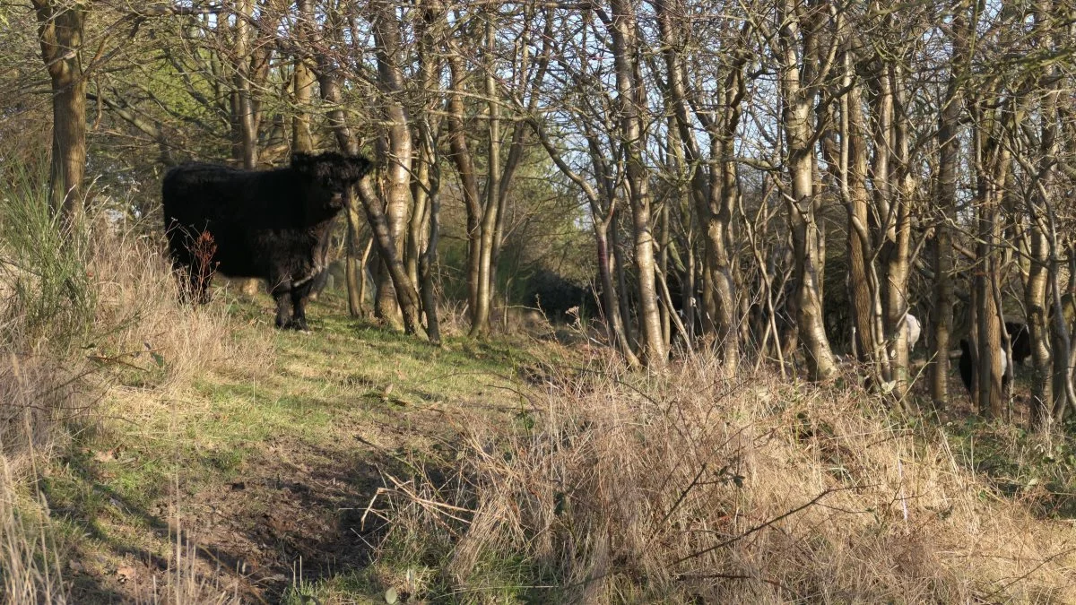 Naturnationalparker fortrænger landbrugets naturpleje med landbrugsdyr, jagt og skovbrug. Det er et politisk projekt, som man med gentagne usandheder om biodiversitetskrise i Danmark har fået fremmet på højeste niveau, skriver læserbrevsskribenten. Arkivfoto