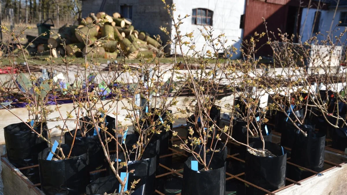 Honningbær vinder mere og mere frem i Danmark. Planten producerer bær, som minder om blåbær. 