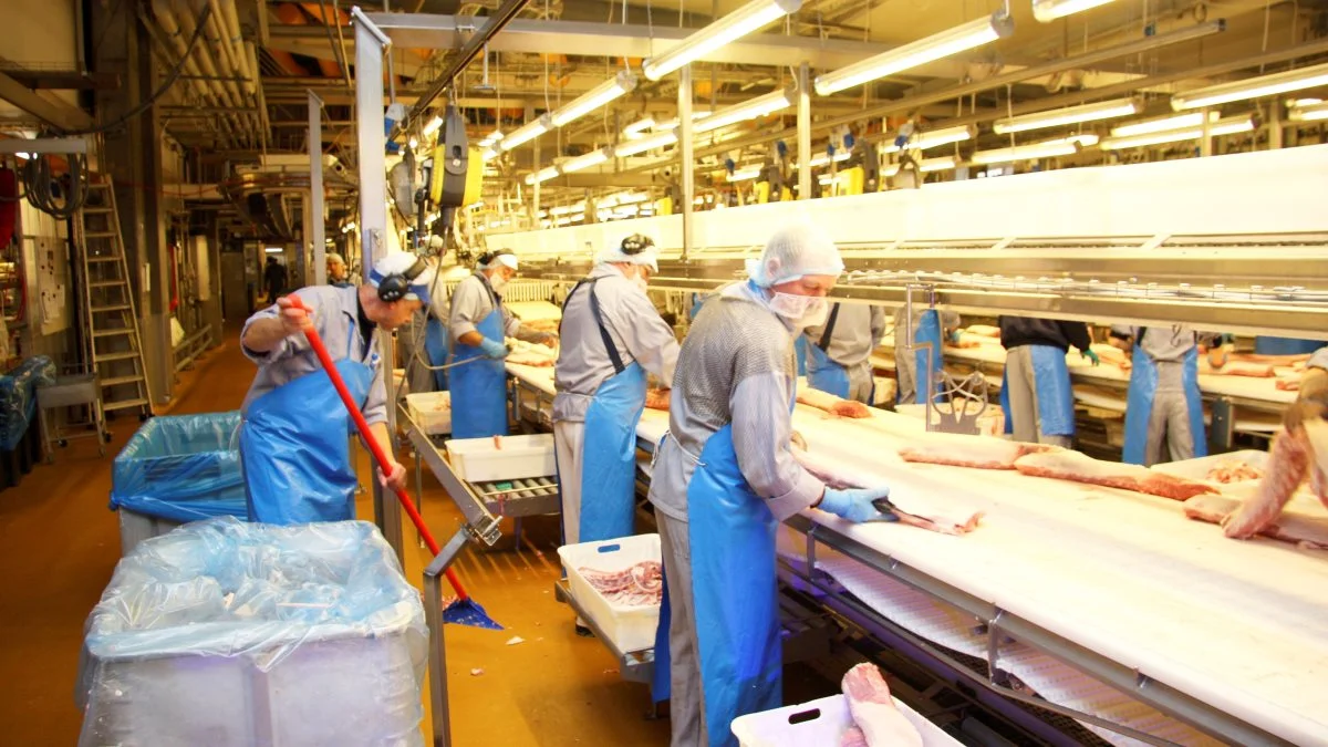 Ifølge Danske Svineproducenter har tyske slagterier nu indset, at prisen skal hurtigst muligt op til produktionsomkostningerne, hvis man vil have grise på længere sigt. Arkivfoto