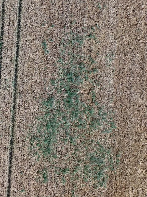 Tidsler i korn set fra drone – med markering af tidslerne i CropManager ved hjælp af Thistle Tool. 