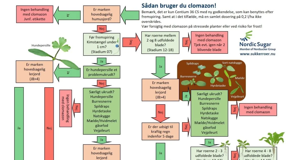 PÅ Agricenter, Nordic Sugar har man opstillet en forenklet måde at finde vej frem til om man skal sprøjte med clomazon eller ej. Kilde: Agricenter