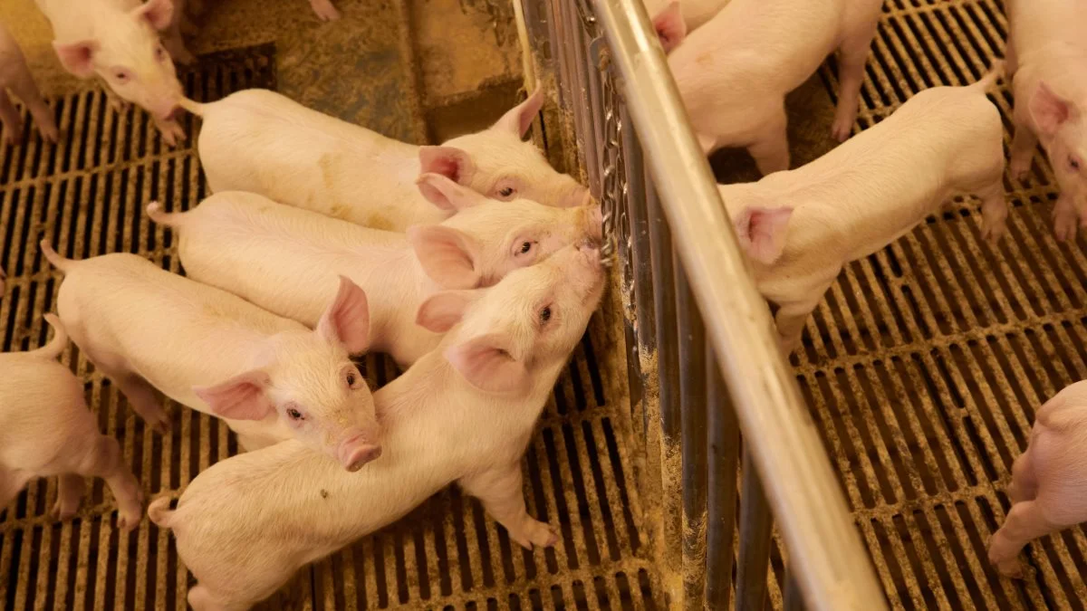 Leverandører af slagtesvin til Danish Crown kan forvente at få 10,00 kroner pr. kg for slagtesvin i vægtklassen 72 til 96,9 kg i uge 13. Foto: Arkivfoto
