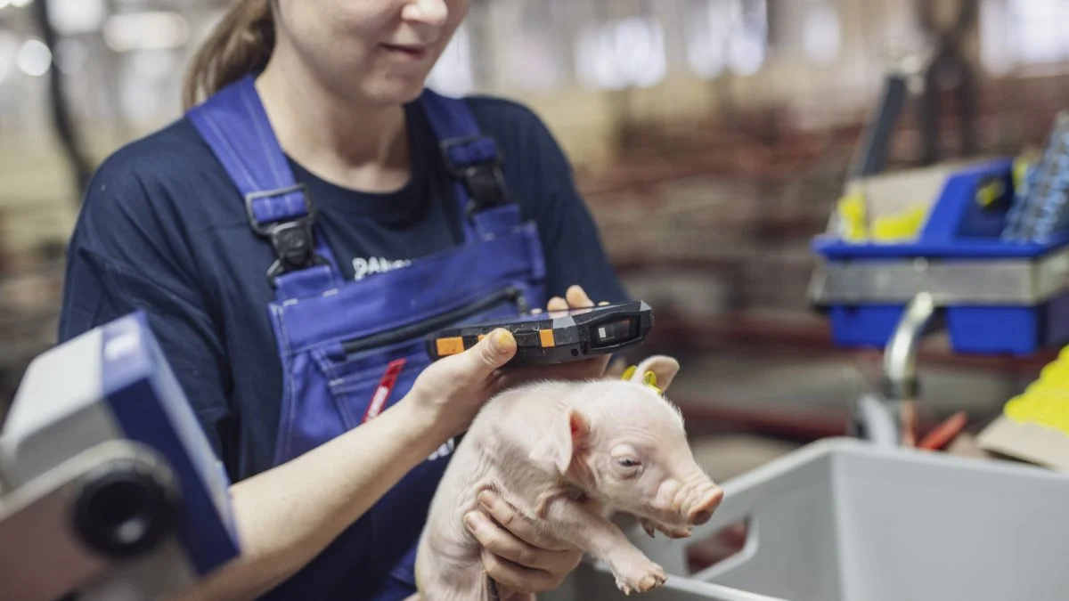 Med få klik kan pattegrisens ID nr. på det elektroniske øremærke og tilhørende vægt registreres direkte i Danish Genetics’ database. Foto: Simon Meyer Fotografi