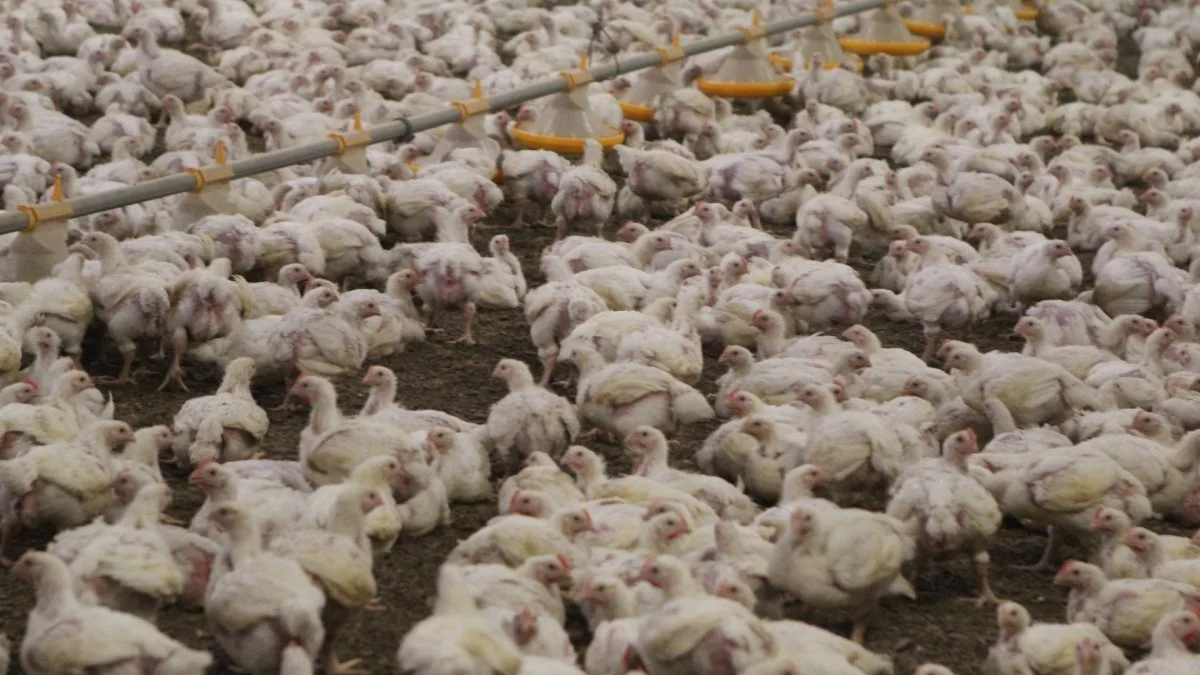 Formand for Landbrug & Fødevarer Fjerkræ, Martin Hjort Jensen, ærgrer sig på Julemærkefondens og julemærkebørnenes vegne over, at dyreværnsforeningen Anima brugte en stor del af dusøren på i alt 50.000 kroner på at hjælpe en anden organisation i en juridisk tvist. Billedet stammer fra en anden kyllingestald end den, der blev livestreamet fra.
