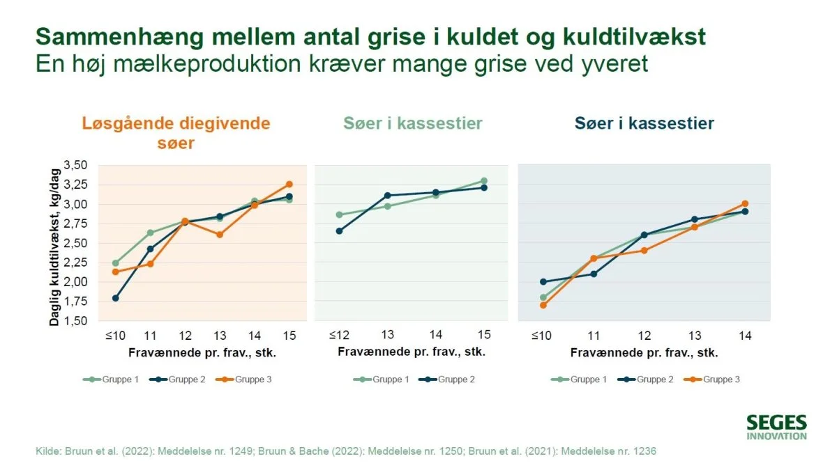 - Jo flere grise, der lægges til soen, jo højere er kuldets tilvækst, konkluderer chefkonsulent Thomas Sønderby Bruun på basis af tre undersøgelser. Han betragter det som et direkte billede på, at jo flere grise, der lægges til soen, jo højere er soens mælkeproduktion. Kilde: Thomas Sønderby Bruun, Seges’ Soseminar 2022