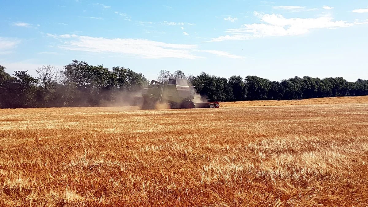 Temperaturen under høstarbejdet er som i troperne. Sidst på formiddagen tirsdag rundede vi de 30 grader. Fotos: Jacob Lund-Larsen