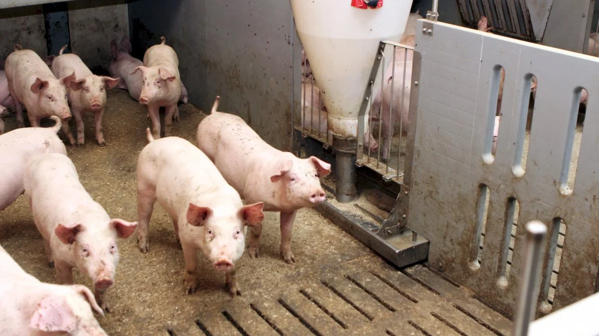 Leverandører af slagtesvin til Danish Crown kan forvente at få 10,50 kroner pr. kilo for slagtesvin i vægtklassen 72 til 96,9 kilo i uge 14. Foto: Anne Wolfenberg