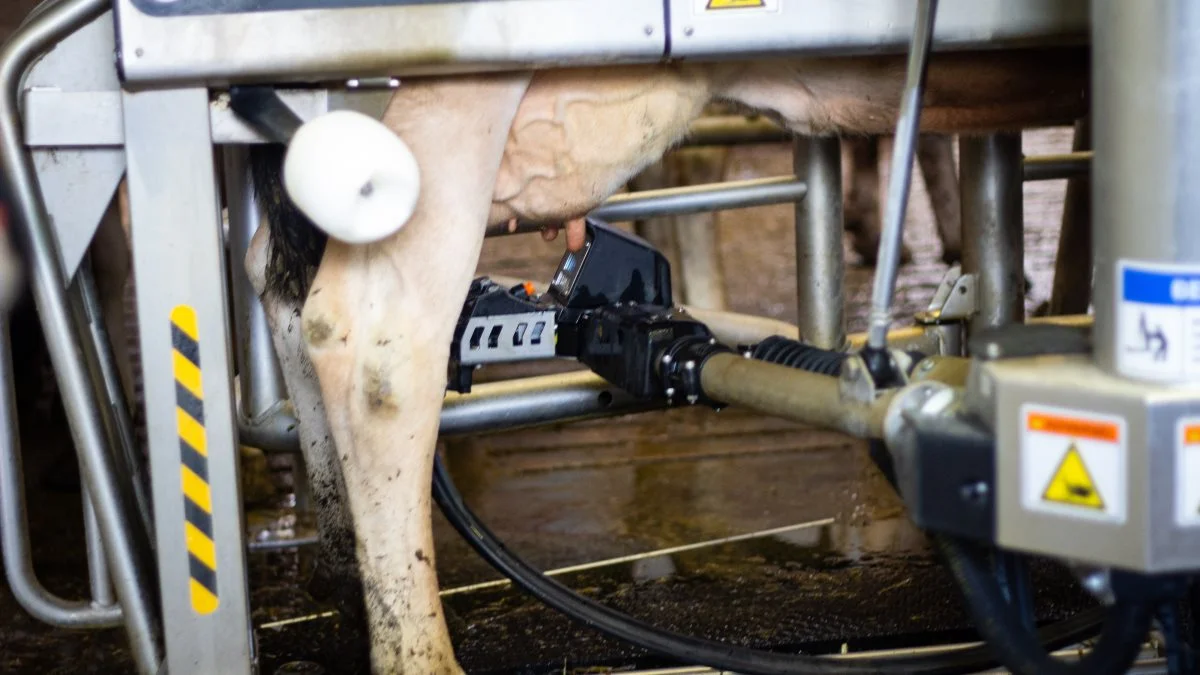 En af fordelene ved V300 robotten fra DeLaval er, at den spotter yveret direkte på koen, og det er med til at give flere succesfulde malkninger. Foto: Henning K. Andersen