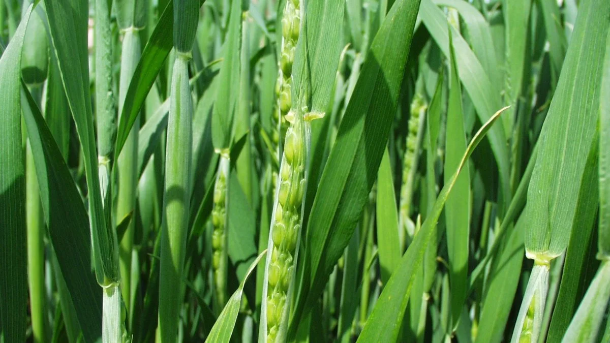 - For at opnå de bedste resultater med Greteg Star skal produktet anvendes fra stadie 45-61. Det vil sige til den afsluttende svampebehandling, oplyser Syngenta. Foto: Syngenta