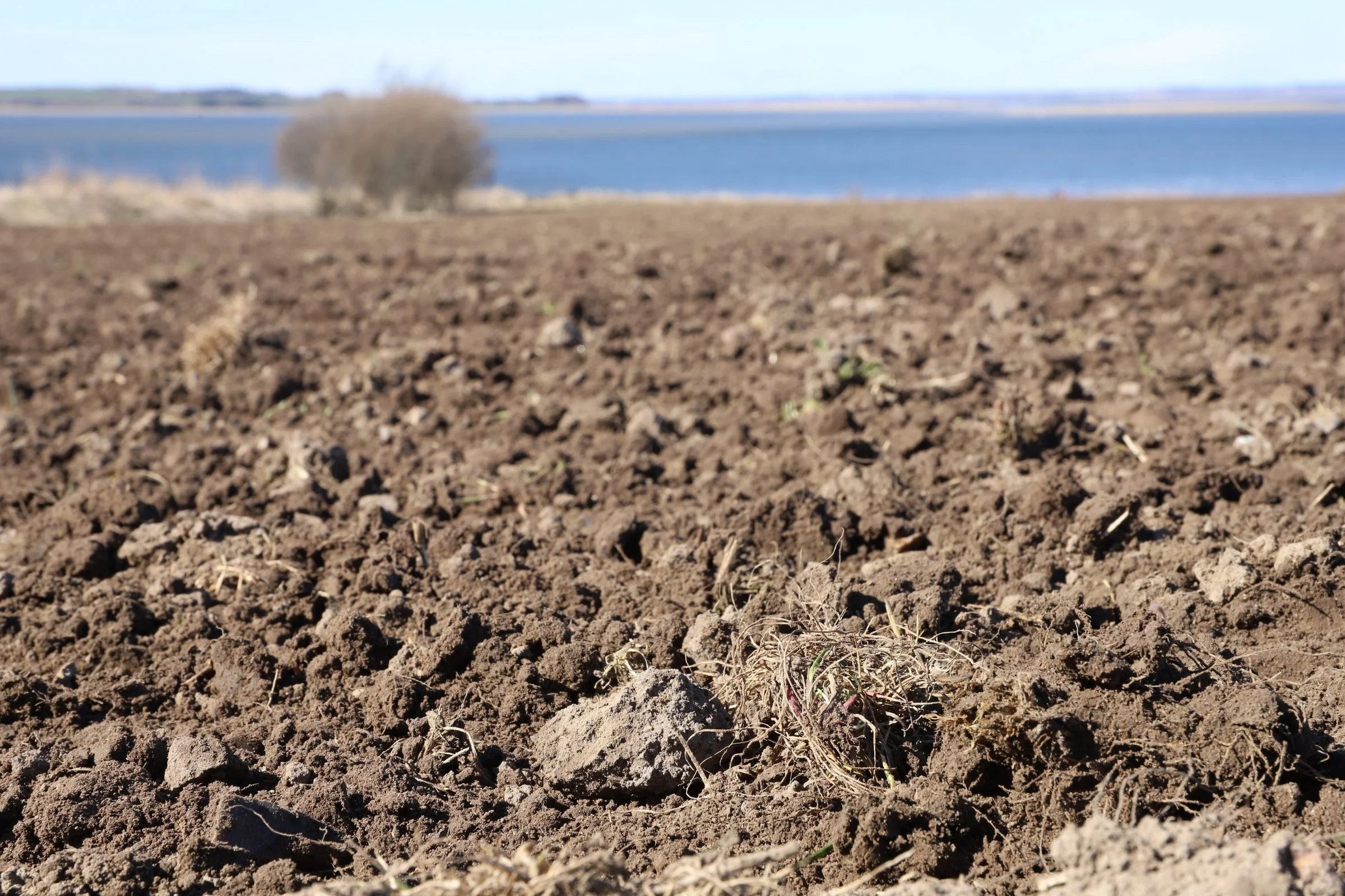 Det hjalp omgående på problemerne med sandflugt, da Frederik og Kjeld Villadsen stoppede med at pløje. Planteresterne, der bliver tilbage på jorden, holder på jorden. Foto: FRDK