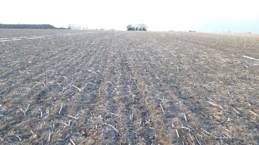 Vinterhvede så sådan ud den 24. marts 2013. - Efter en ellers mild vinter kom der barfrost med minus 20 grader og hård vind fra øst. Det sved alle afgrøder af, fortæller Søren Ilsøe, der har taget disse fotos.