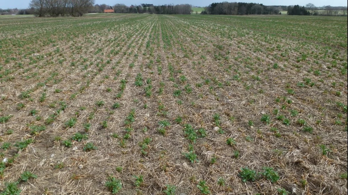 En meget lav og tynd vinterraps, som den så ud 23. april 2013 - altså sidst i april! - Det er Dekalb-sorten DK Exstorm, der har været skadet af minus 20 graders frost og store flokke af dådyr. Hovedskuddene var væk, og udbyttet kom udelukkende fra nye sideskud.  Jeg gav den kun low input med lidt gødning og ingen svampesprøjtning. Men i høst var udbyttet 5.500 kg/ha., fortæller Søren Ilsøe.
