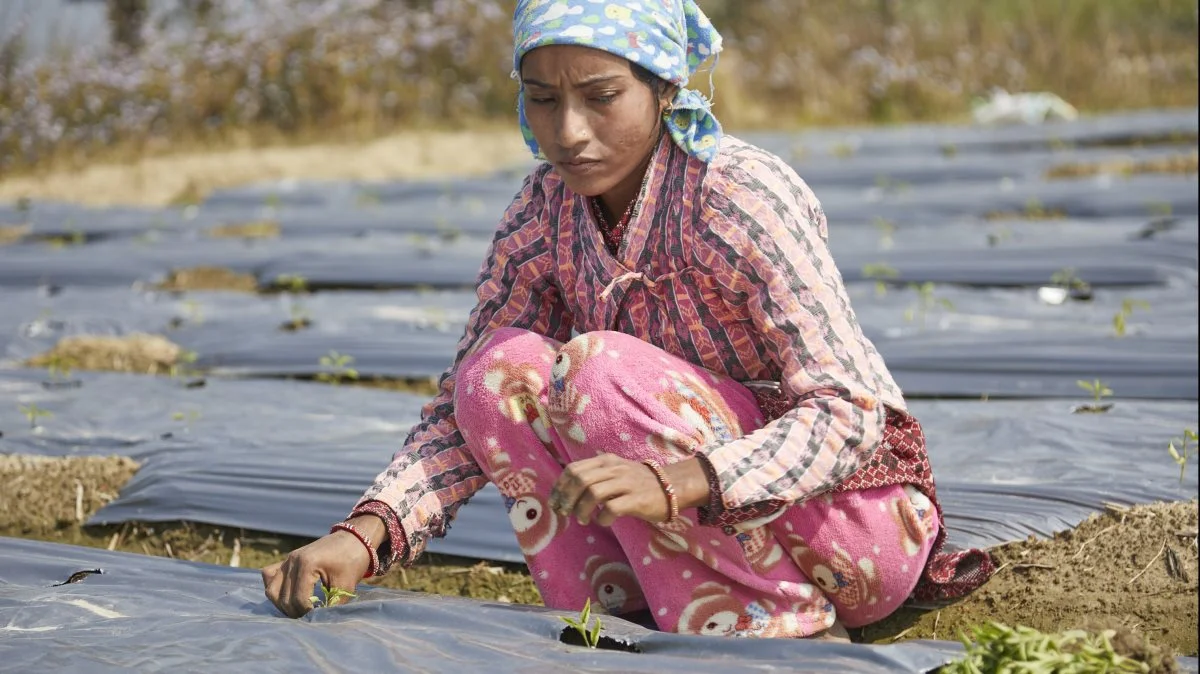 Plantning af chili, som er en vigtig afgrøde til at krydre maden i lighed med hvidløg. I Nepal må mad gerne kradse i munden.