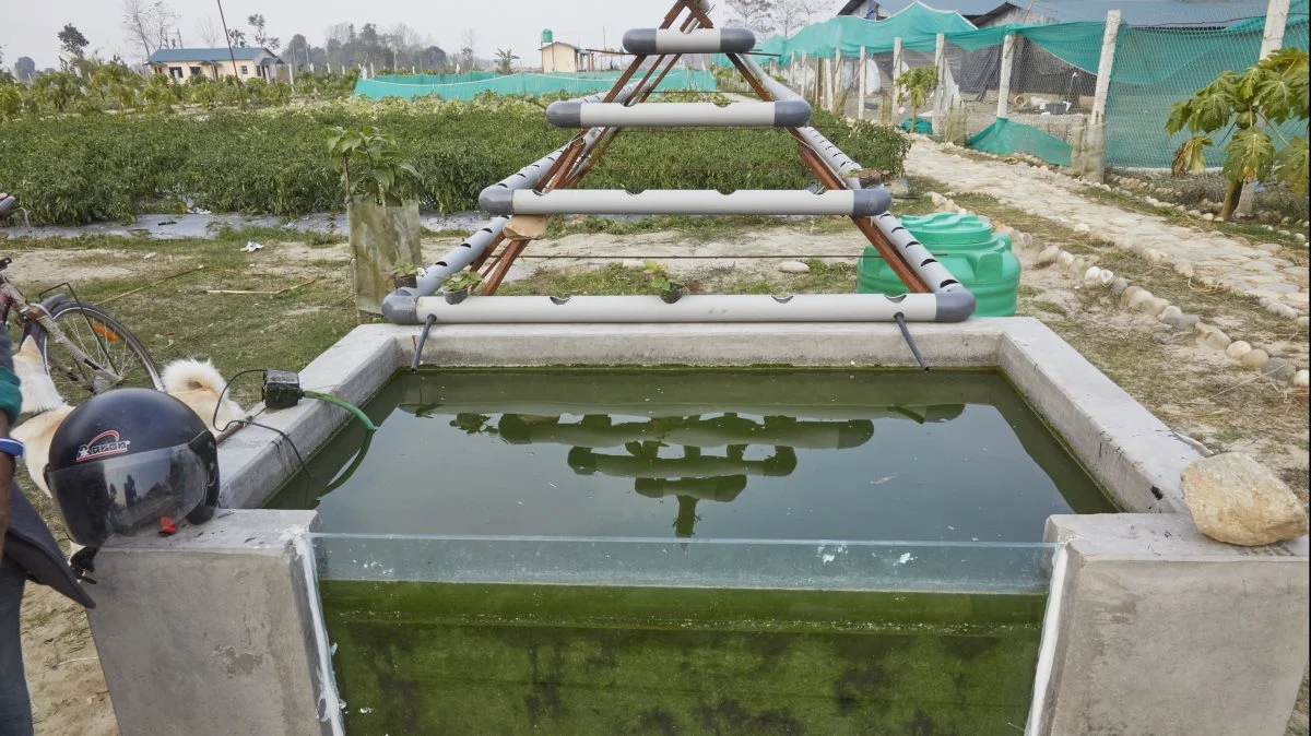 I akvariet forrest er der fisk, som fodres og senere kan spises. Vandet, fiskene svømmer i, pumpes rundt i de grå rør, hvor der er huller til små potter med for eksempel jordbærplanter i. Der er så meget gødning i vandet, at det er nok til planterne.