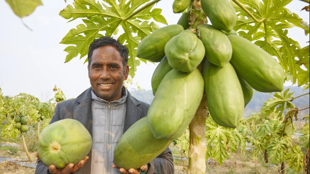 Bhanu Pokhrel har blandt andet succes med at dyrke papaya, som er meget store. De bliver, ligesom de øvrige produkter, solgt på markedet i storbyen Bharatphur med cirka 250.000 indbyggere. Fotos: Niels Damsgaard Hansen
