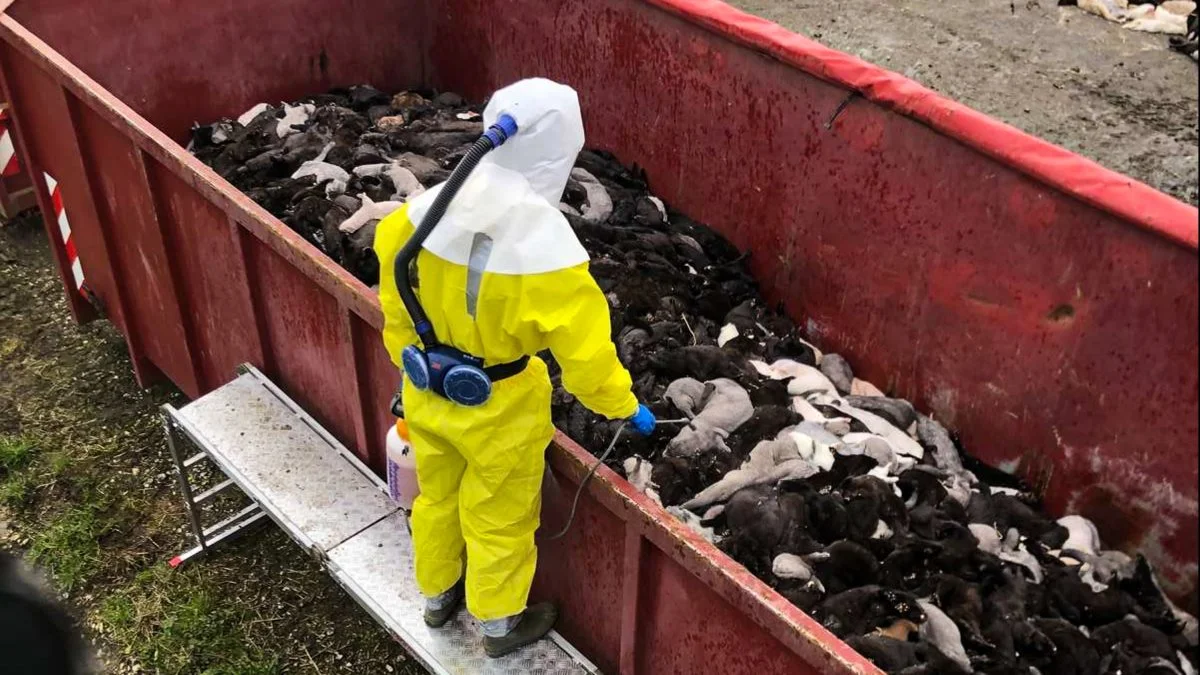 Selv om der blev aflivvet mink i højt tempo i Midt- og Nordjylland, gik det for langsomt, og derfor bad Justitsministeriet om at få gennemset et notat om, at man ikke kunne anvende gift til aflivningsindsatsen. Foto: Brian Langballe Kristiansen