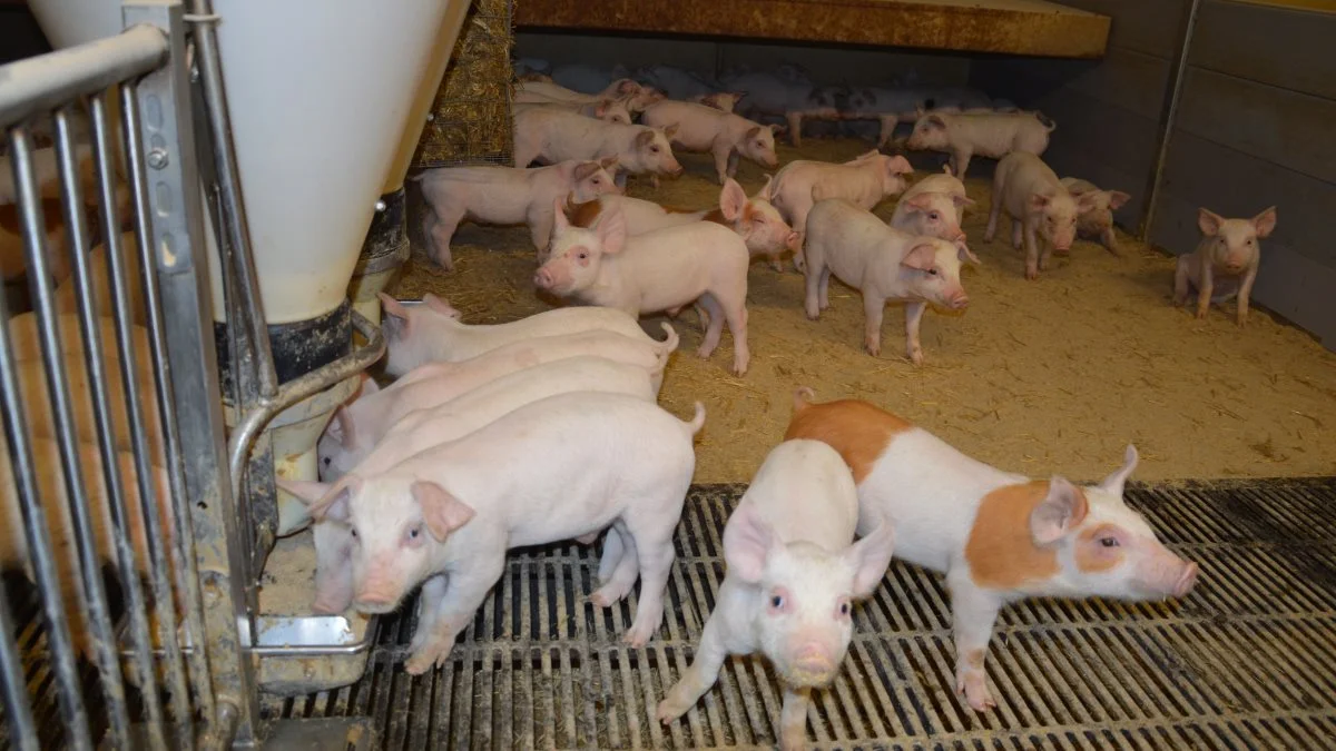 Ifølge SvineRådgivningen starter forberedelserne til næste års foderhandel allerede nu. Arkivfoto: Camilla Bønløkke