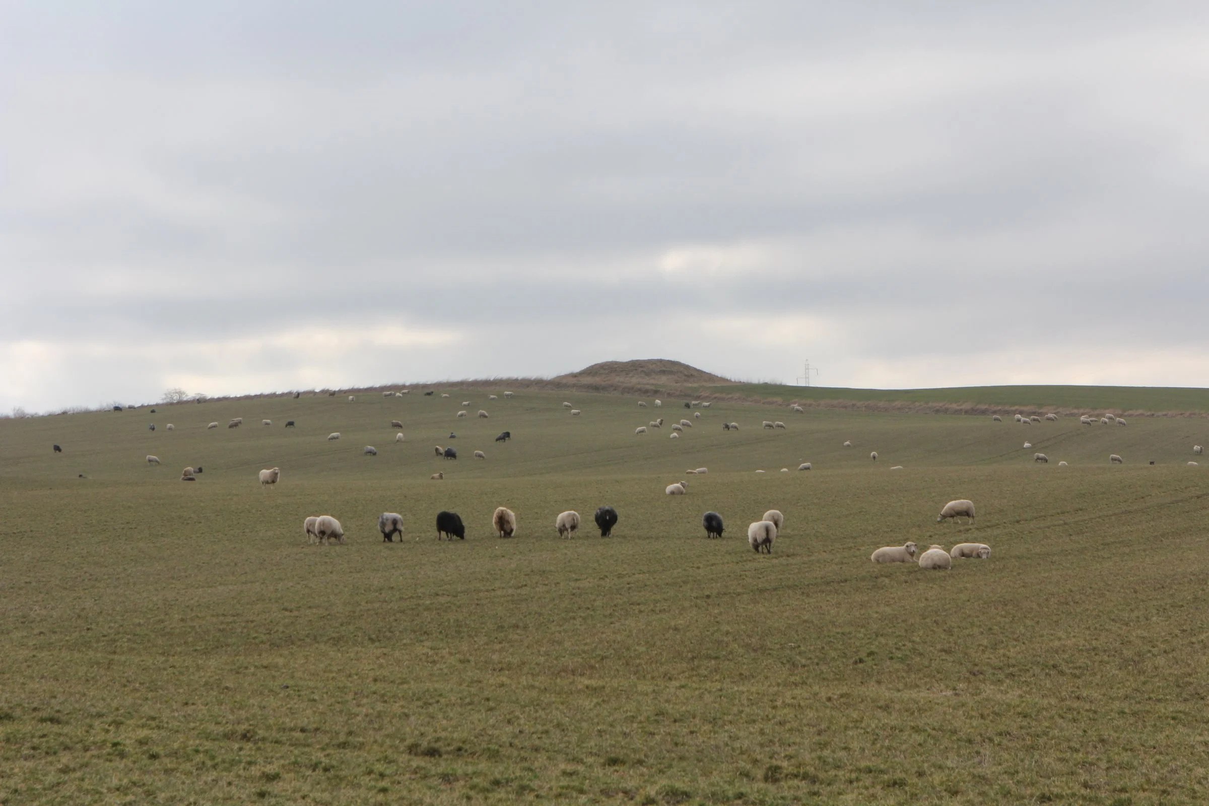 Forskerne understreger i rapporten fra EASAC, at regenerativt landbrug ikke er en modsætning til moderne landbrugspraksis og peger blandt andet på genmodificerede afgrøder som én vej til at reducere pesticidforbruget. Arkivfoto: Kasper Stougård 