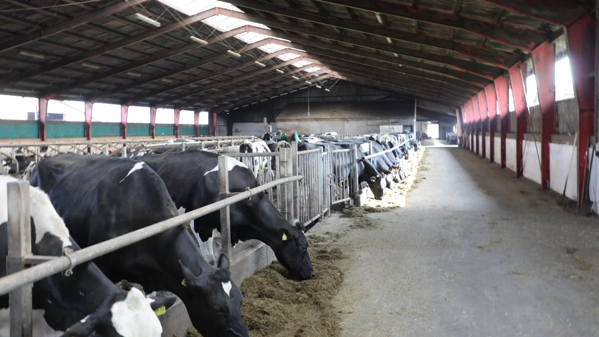 I Renbæk har man en ydelse på mere end 11.000 kg EKM pr. ko. Det er imponerende, når man tænker på, at det kun er muligt at malke to gange i døgnet.