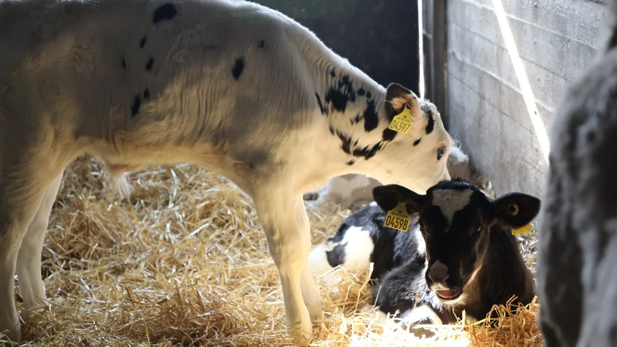 Der er også krydsninger med charolais på Renbæk.