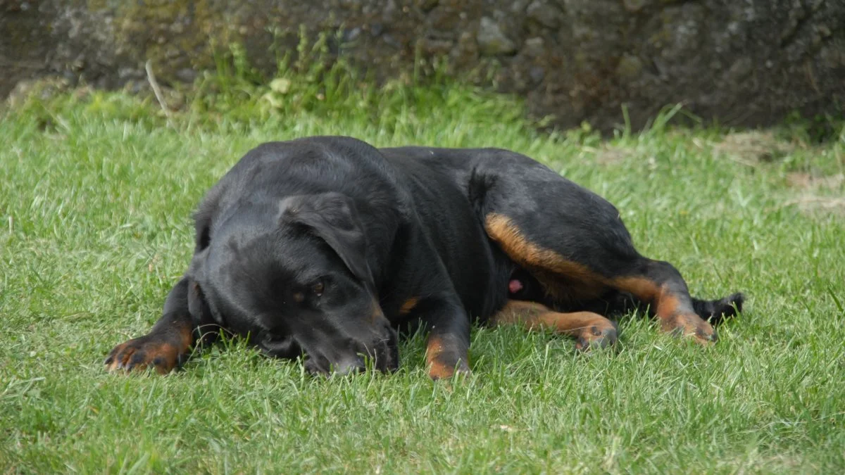 Normalt er der ikke rabies hos hunde og katte i Danmark, men med øget indførsel af hunde og katte fra Ukraine, er der en potentiel øget risiko for rabies - i daglig tale også kaldet hundegalskab. Forebyggelse og tidlig behandling er vigtig. Arkivfoto