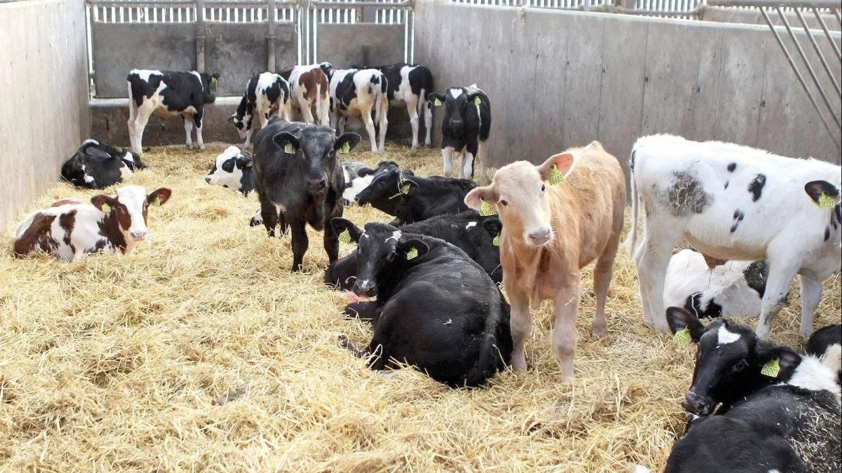 Seges Innovation mener, at man bedst følger op på, om fodringen af slagtekalvene fungerer, og om kalvene trives godt nok ved at lave nogle punktvejninger af kalve. Arkivfoto