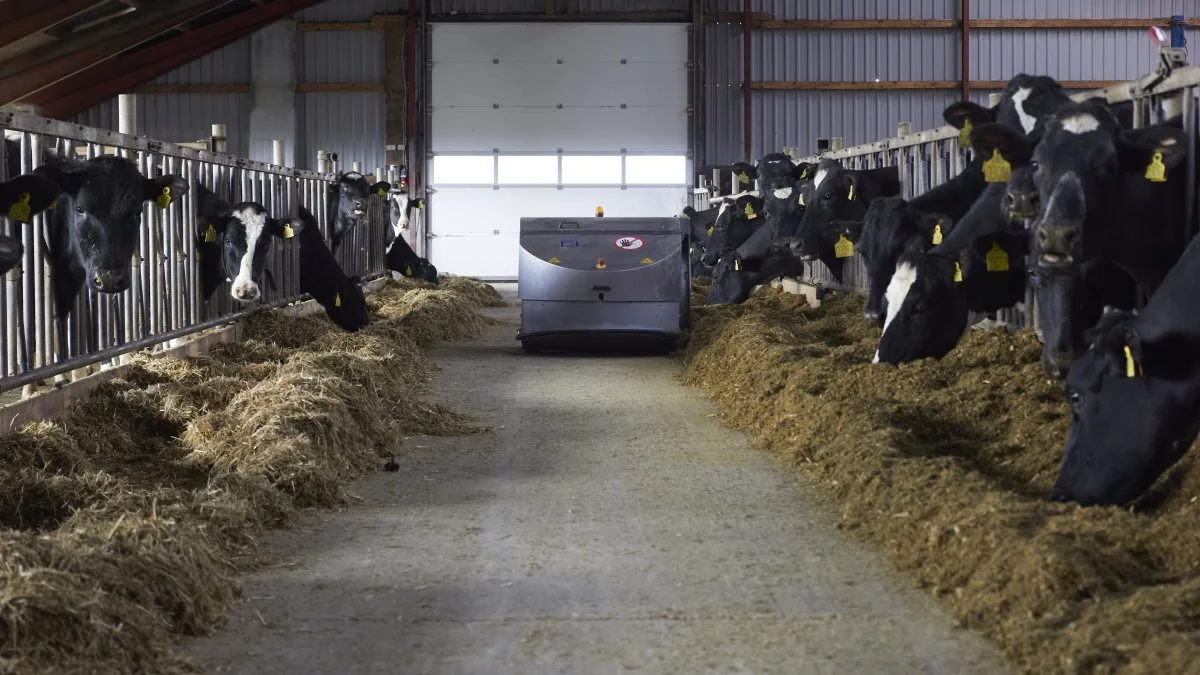 Hver tredje time skubbes foderet ind af en DeLaval OptiDuo.