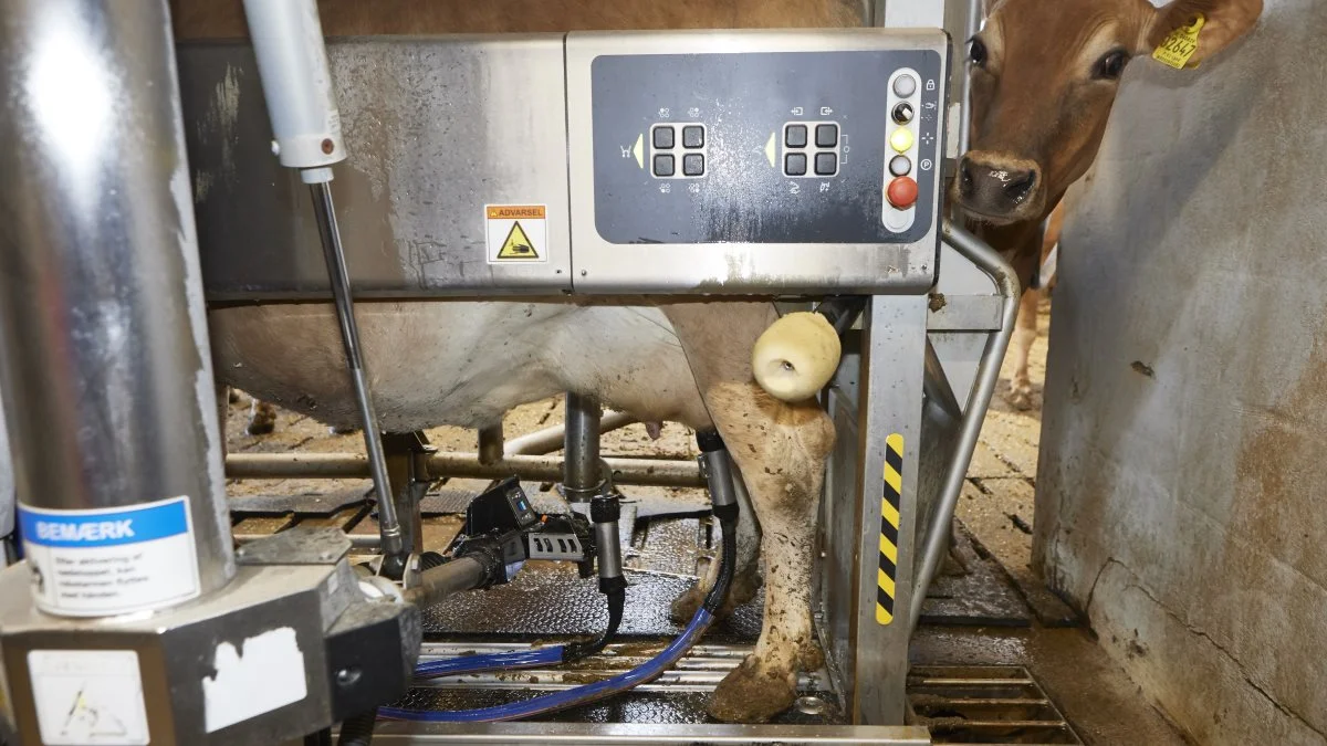 Alle informationer om mælkeydelse, brunst, drægtighed og andre oplysninger om den enkelte kos adfærd og tilstand opfanger Lundbjerggaards to nye DeLaval robotter under malkningen.