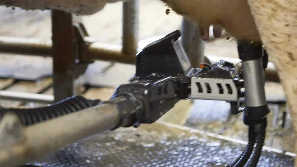 DeLaval VMS V310 malkerobotterne har en 50 procent hurtigere påsætningstid end de foregående modeller. Det sørger 3D-kameraet på robotarmen for. 
