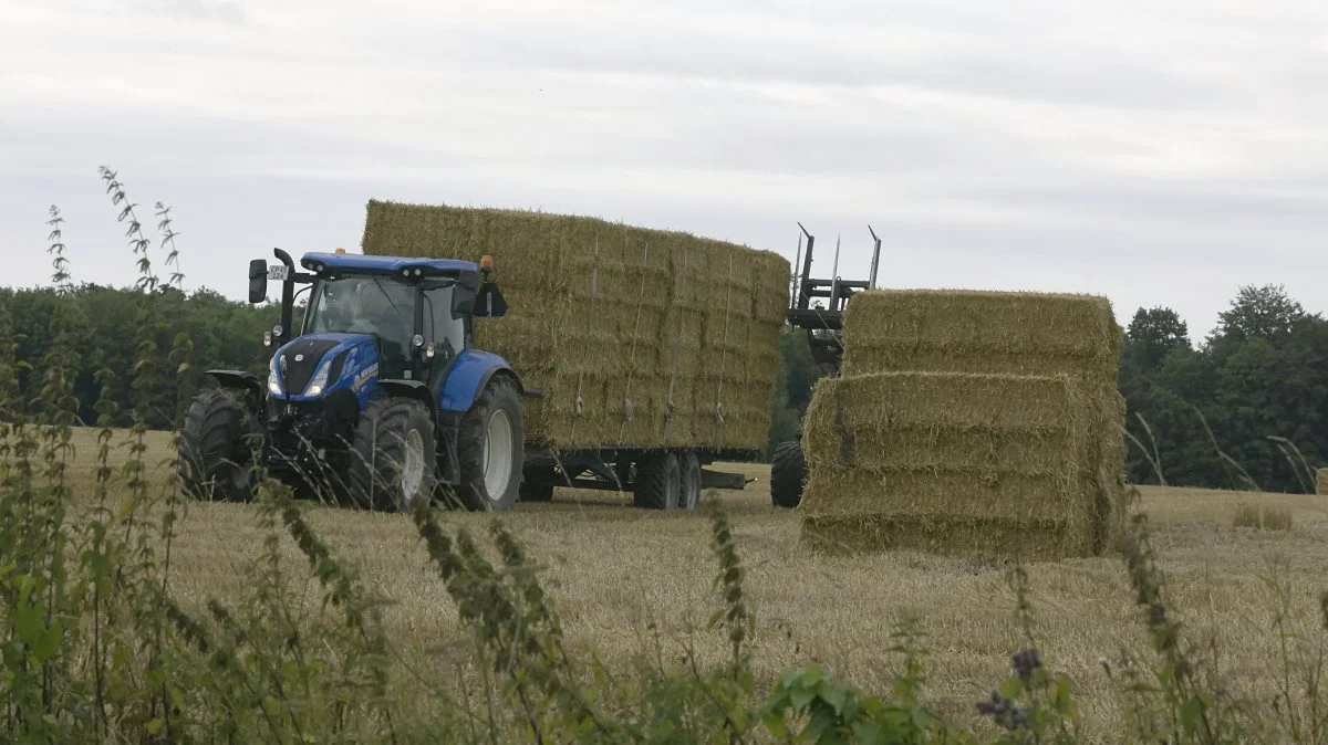 Ifølge Danske Halmleverandører går cirka to millioner tons halm årligt »til spilde« på markerne, selvom det kunne gøre mere gavn i biogasanlæggene. Foto: Hans Sørensen